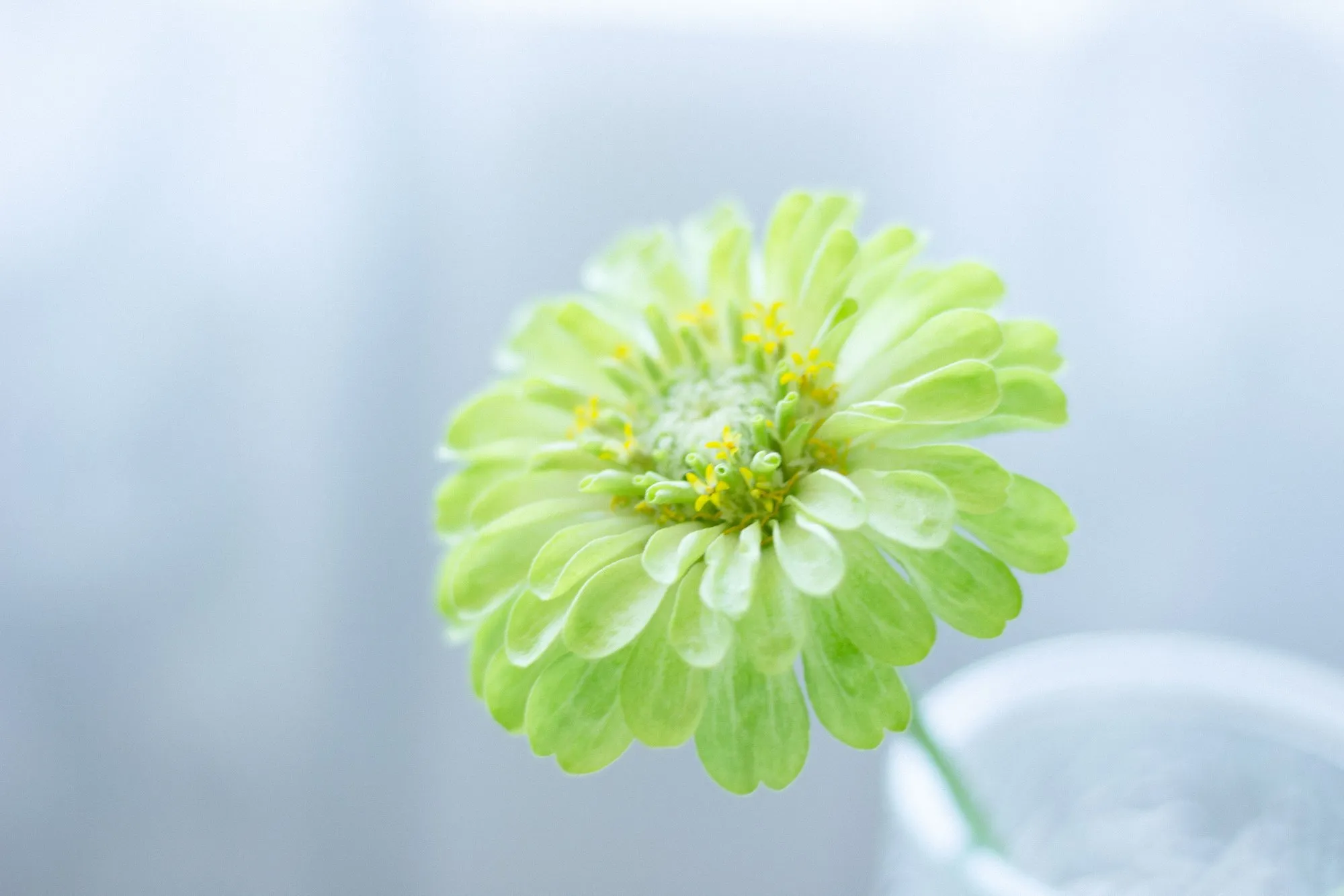 Food to Flowers