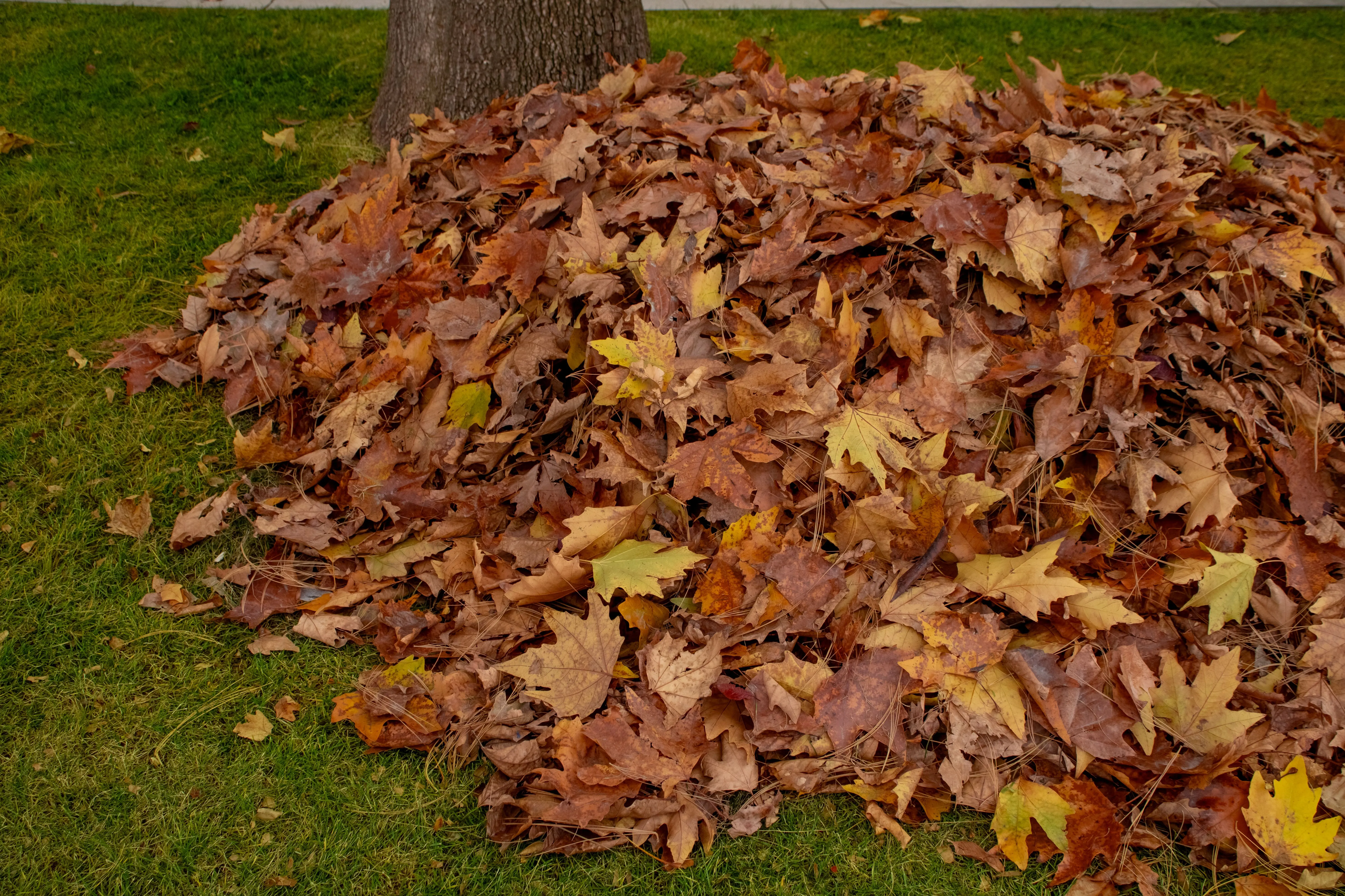 Leaf Removal